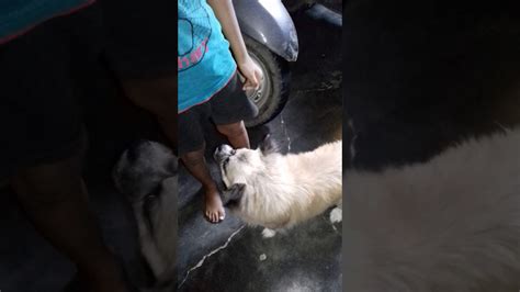 man fucks dog|Man fucks with his horny brown dog